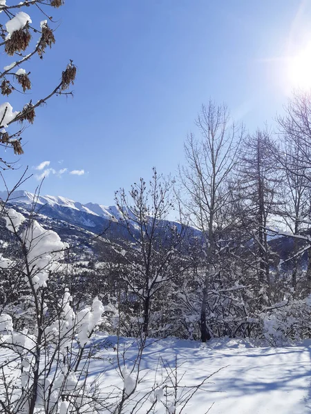 太陽の光が差し込む山の中で白い雪と冬の松林 — ストック写真