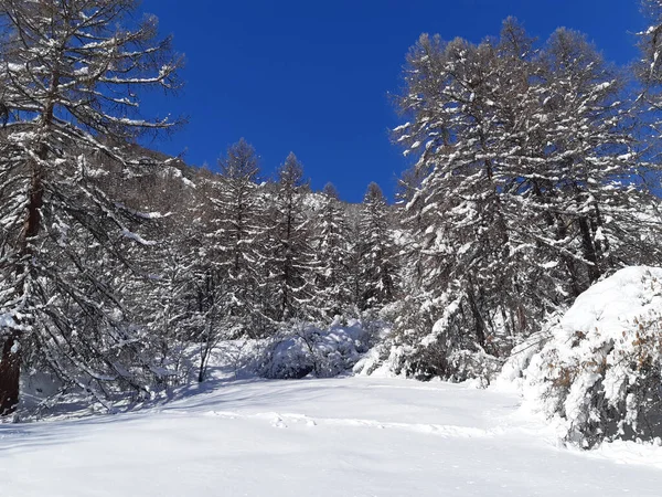 冬のパノラマアルプスフランスの霜で白い雪と山 — ストック写真