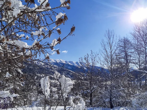 雪に覆われた冬のアルプスの山々青い空に太陽と松の木 — ストック写真