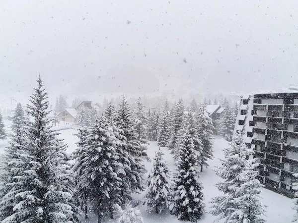 山の中で白い雪とフランスの松林を高山 — ストック写真