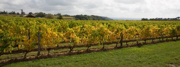 Vineyards Autumn Saint Emilion South West France Bordeaux — Stock Photo, Image