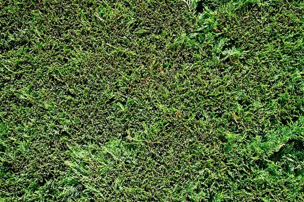 Organiczny Naturalny Żywopłot Ogrodowy Liście Tekstury Tło Zielonym Pięknym Wzorem — Zdjęcie stockowe