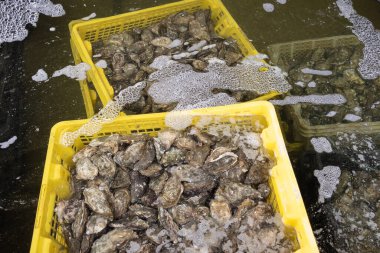 Arcachon Körfezi 'ndeki havuz suyundaki taze Fransız istiridyeleri.