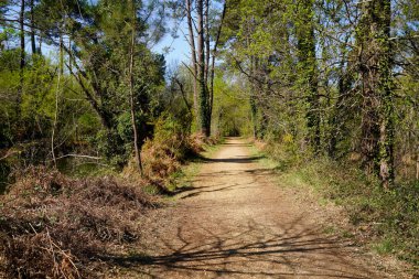 Ormandaki patika yolu, Gironde France 'daki çam ağaçları arasında.