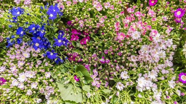 Красивые Цветы Гербера Маргаритки Фон — стоковое фото