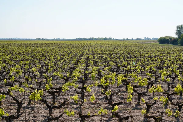 Vinodlingar Saint Emilion Bordeaux Våren Franska Vineri — Stockfoto