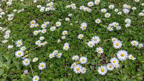 Fleurs Marguerite Sur Pelouse Certe Verte Champ Jardin Prairie Floral — Photo