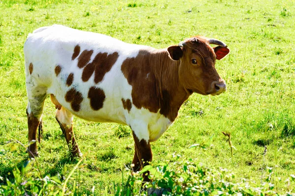 Vaca Pastando Campo Prado Verde Tiempo Soleado — Foto de Stock