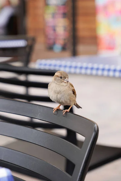 Sparrow Female Sitting Chair Restaurant Terrace Back Rest — Stock Photo, Image