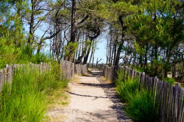 Fransa 'da Lacanau yakınlarındaki Le Porge' da okyanus kıyılarına giden sahil ulaşımı.