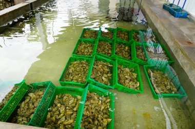 İstiridye tankı kabuğu ve havuz suyundaki plastik kutularda istiridye satışı hazır.