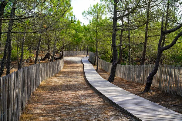 Деревянный Путь Прибрежный Доступ Сосновый Лес Песчаном Пляже Атлантического Моря — стоковое фото