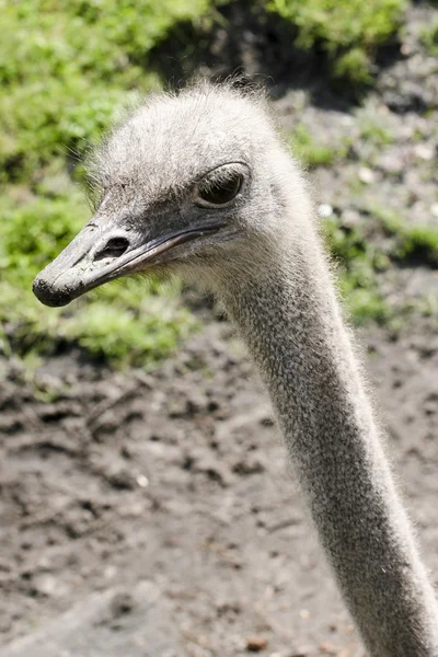 Schöner Strauß — Stockfoto