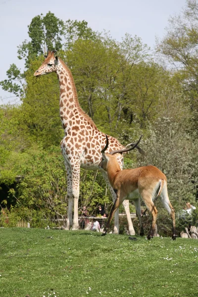 A large giraffe with deer — Stock Photo, Image