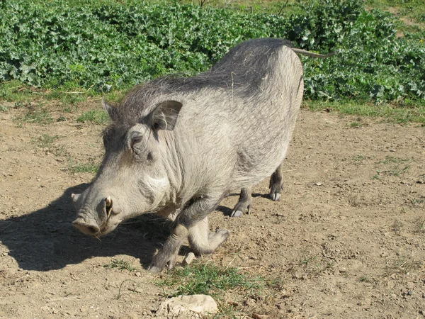 Přímo z Afriky — Stock fotografie