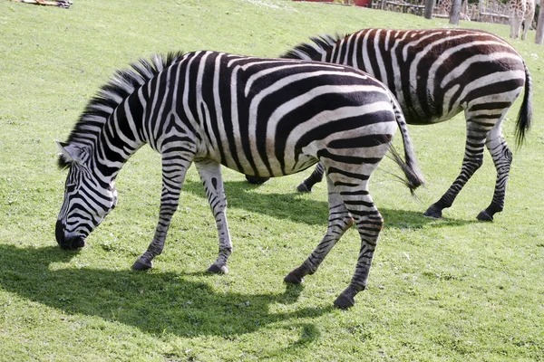 Aus afrika — Stockfoto