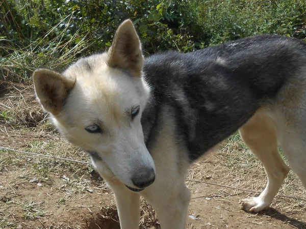 El lobo — Foto de Stock