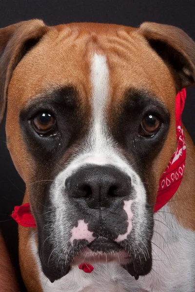 Schöner Boxer — Stockfoto