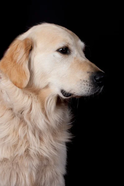 Sólo mi perro. — Foto de Stock