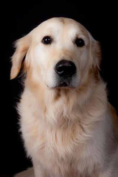 Sólo un perro. — Foto de Stock