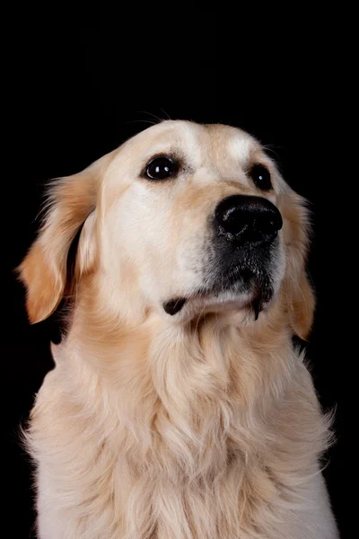 Só um cão. — Fotografia de Stock