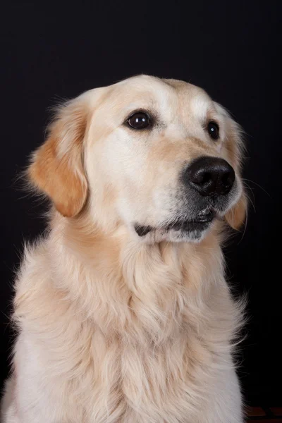 Sólo un perro. — Foto de Stock