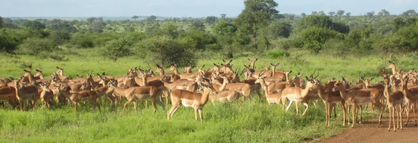 En África — Foto de Stock