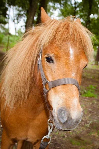 Hermoso caballo —  Fotos de Stock