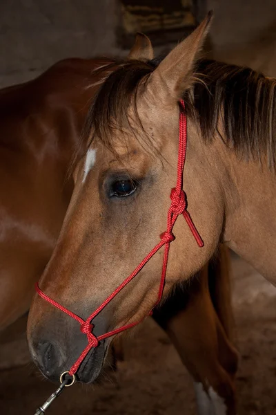 Krásný kůň — Stock fotografie