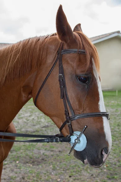 ม้าที่น่ารัก — ภาพถ่ายสต็อก