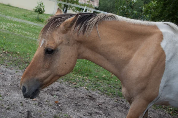 Härlig häst — Stockfoto