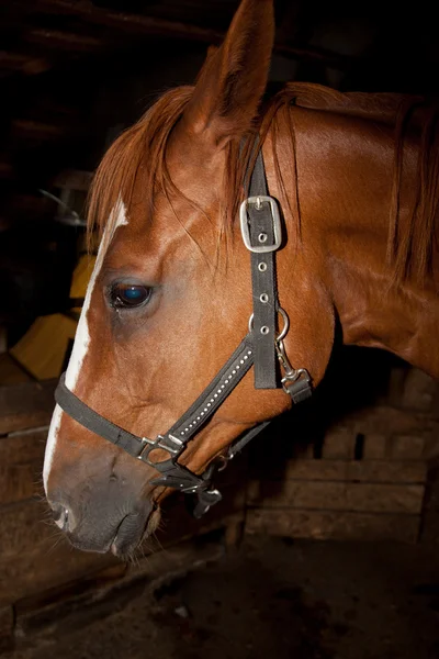 Liebes Pferd — Stockfoto