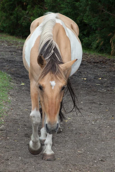 Lovely horse — Stock Photo, Image