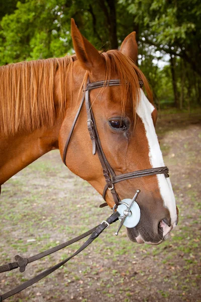 Liebes Pferd — Stockfoto