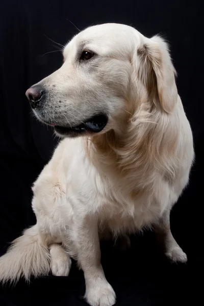 Labrador — Foto de Stock