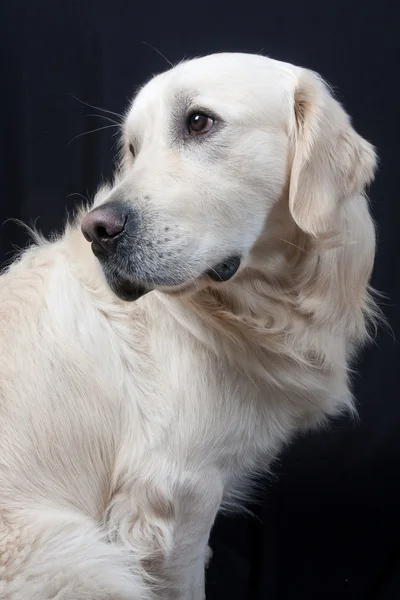 Labrador — Foto de Stock