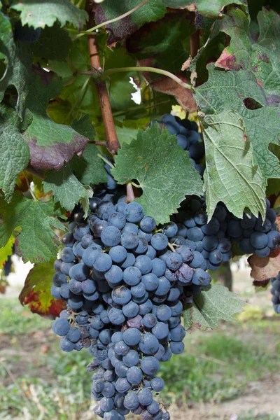 Especialista en vino — Foto de Stock