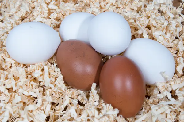 Немного яиц — стоковое фото
