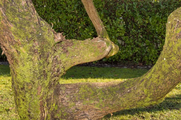 Close up of dead tree trunk — Stock Photo, Image