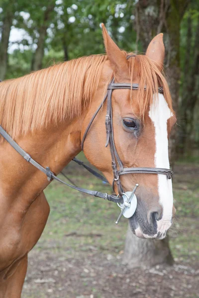 Muy buen caballo en acción —  Fotos de Stock