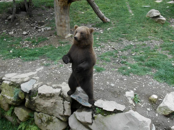 Orso grande — Foto Stock