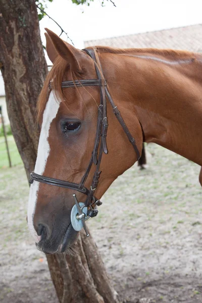 Cavallo molto bello in azione — Foto Stock