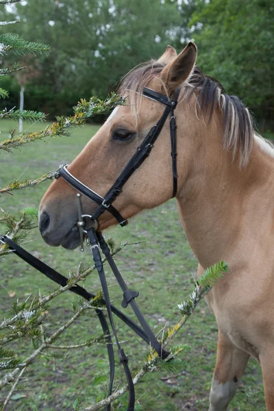 アクションの非常に良い馬 — ストック写真