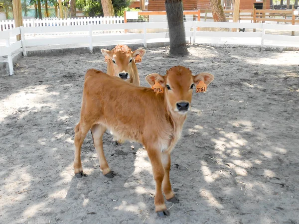 Dos dóciles terneros jóvenes en el campo — Foto de Stock