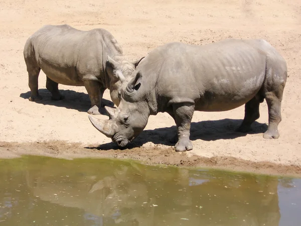 Rhino in de nationale Reserve van Afrika, Kenia — Stockfoto