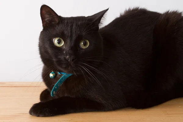 Black cat with green eyes lying on wooden floor — Stock Photo, Image