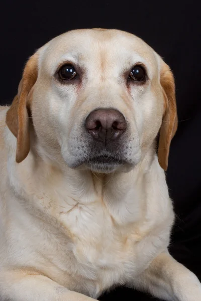 Labrador, retrívr — Stock fotografie