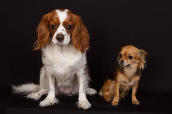 Cavalier rey charles con un chihuahua delante de backgro negro — Foto de Stock