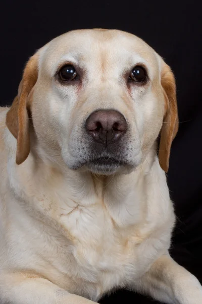 Labrador, recuperador — Foto de Stock