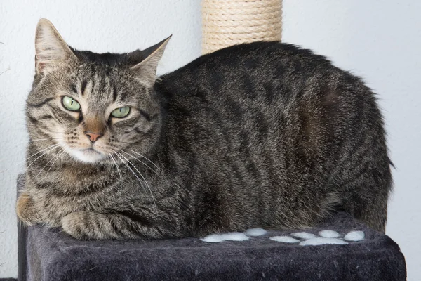 Retrato de gato de ojos verdes — Foto de Stock